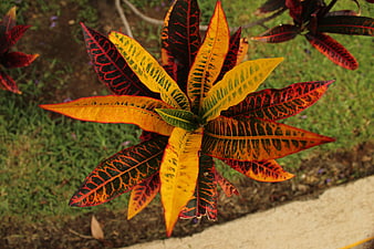 Vibrant Croton Plant with Colorful Variegated Leaves