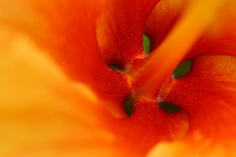 Abstract Macro Close-Up of Vibrant Orange Flower Petals