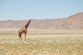 Lone Giraffe Standing in Arid Desert Landscape