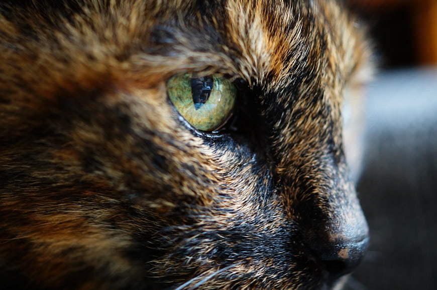 Close-up of Tortoiseshell Cat Eye with Green Iris