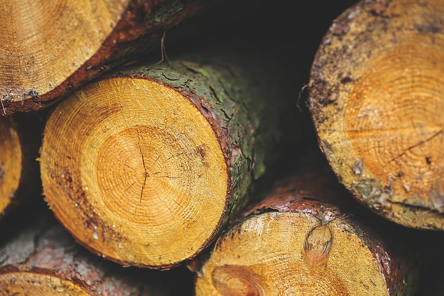 Close-up of stacked cut logs with visible tree rings