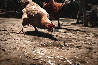 Brown hen pecking at grain on dirt ground
