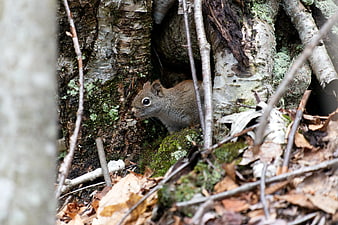 Brown Squirrel Hiding in Birch Tree Roots