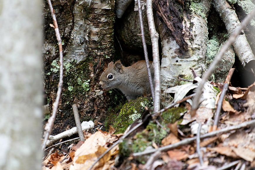 Brown Squirrel Hiding in Birch Tree Roots