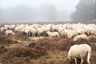 Flock of sheep grazing in misty autumn field