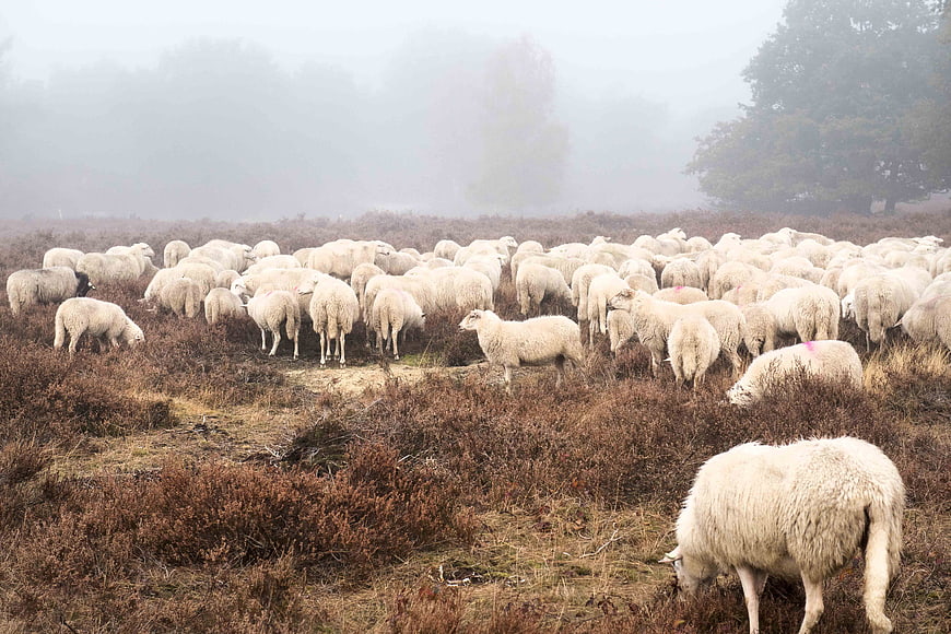 Flock of sheep grazing in misty autumn field