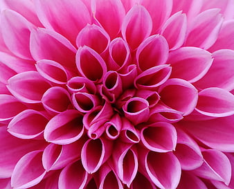 Close-up of vibrant pink dahlia flower petals