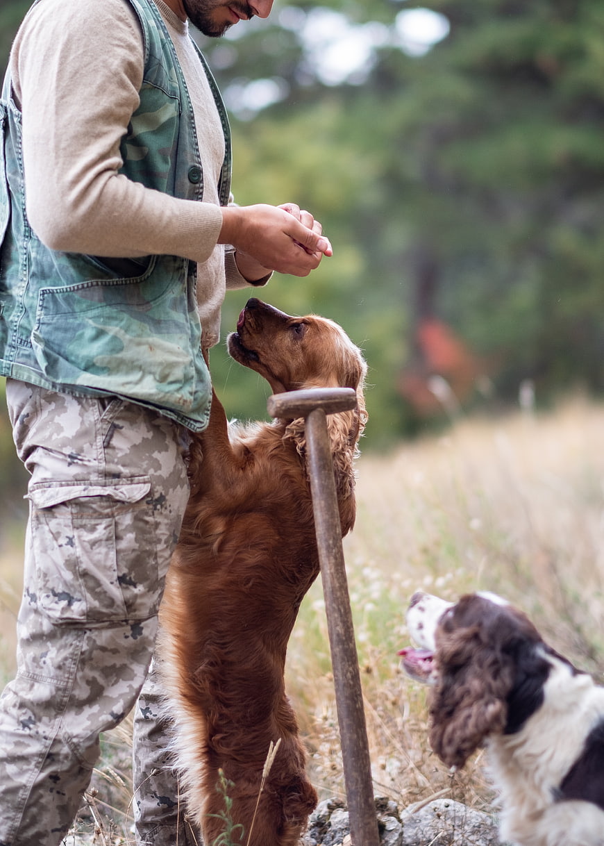 Hunter Training Dogs in Forest Field