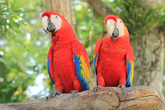 Two Scarlet Macaws Perched on a Log in a Lush Green Forest