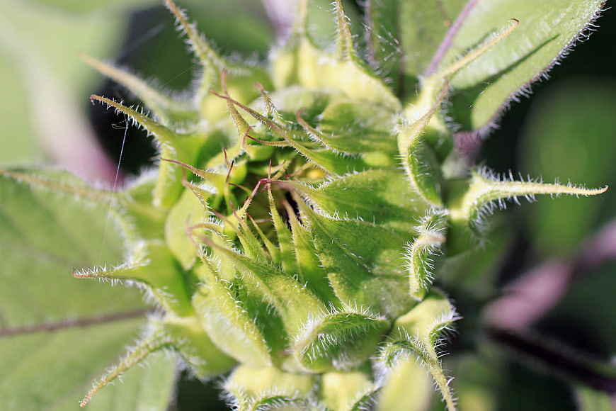Macro Close-Up of Hairy Green Sunflower Bud