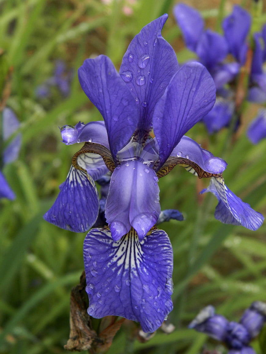 Close-up of vibrant purple iris flower with water droplets