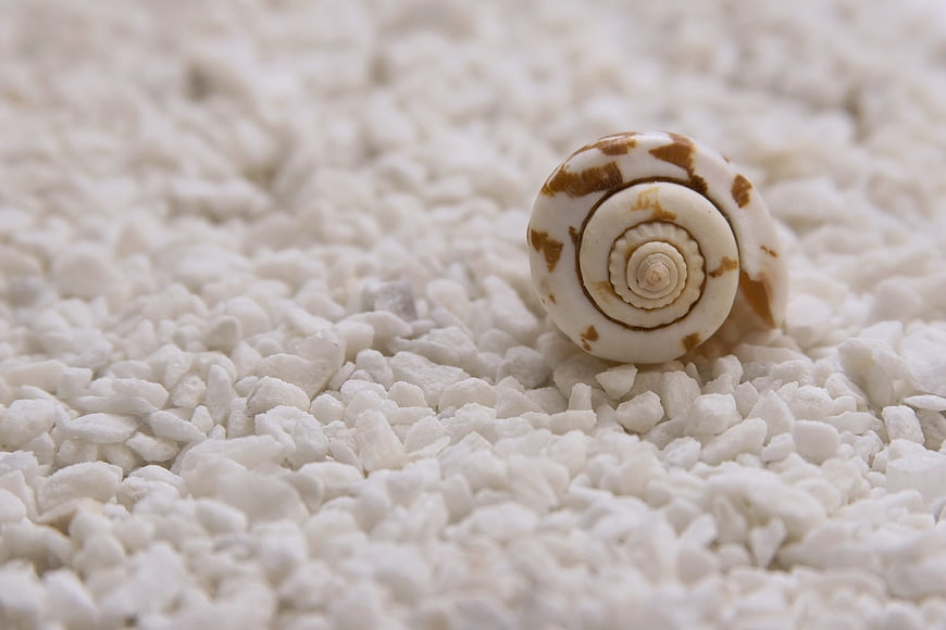 White Seashell on White Pebbles Macro Background