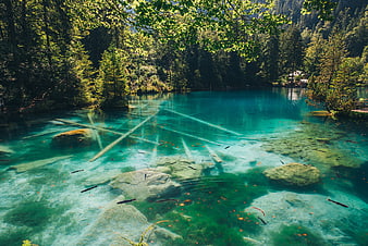 Crystal Clear Alpine Lake with Submerged Logs and Fish
