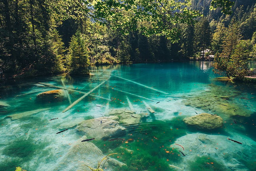 Crystal Clear Alpine Lake with Submerged Logs and Fish