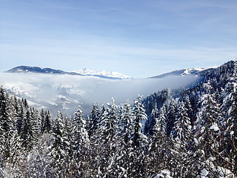 Snowy Mountain Landscape with Pine Forest and Foggy Valley