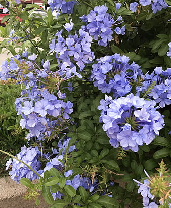 Vibrant Blue Plumbago Flowers in Full Bloom