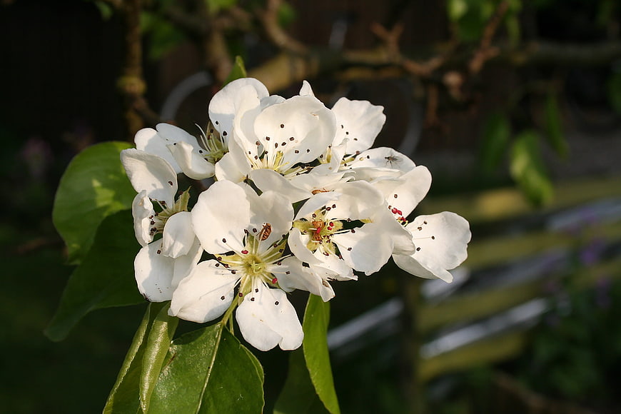 Close-up of white pear blossoms with green leaves in spring