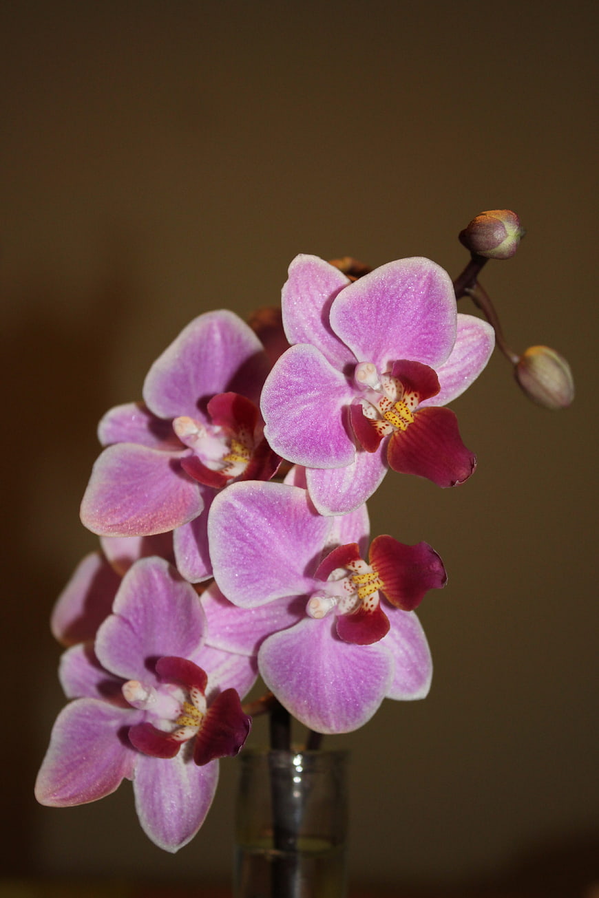 Pink Phalaenopsis Orchid Blooms in Glass Vase
