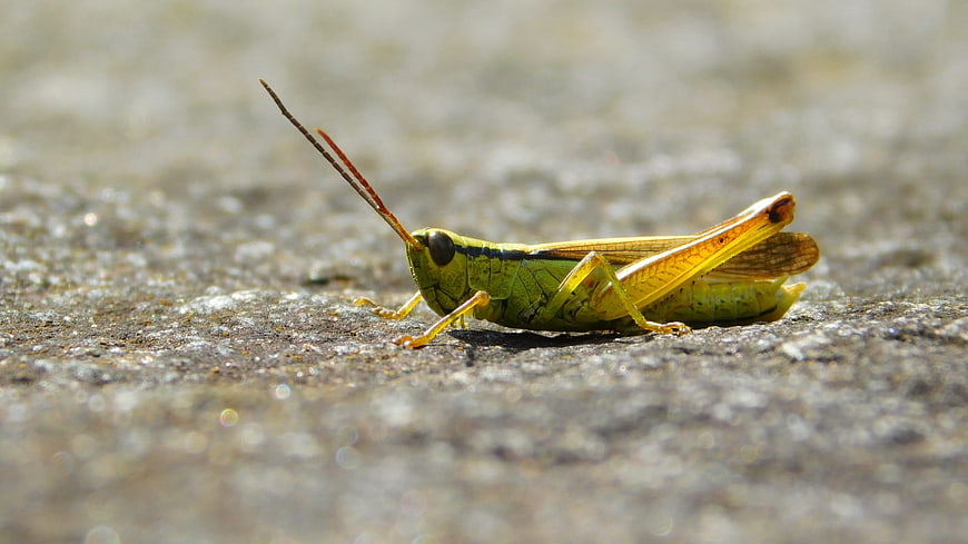 Close-up of a green grasshopper on textured ground