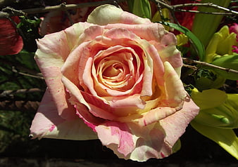 Close-up of a pink and yellow rose with intricate petals