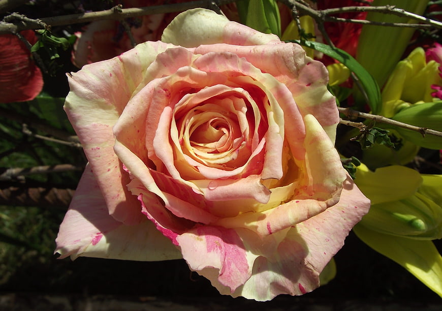 Close-up of a pink and yellow rose with intricate petals