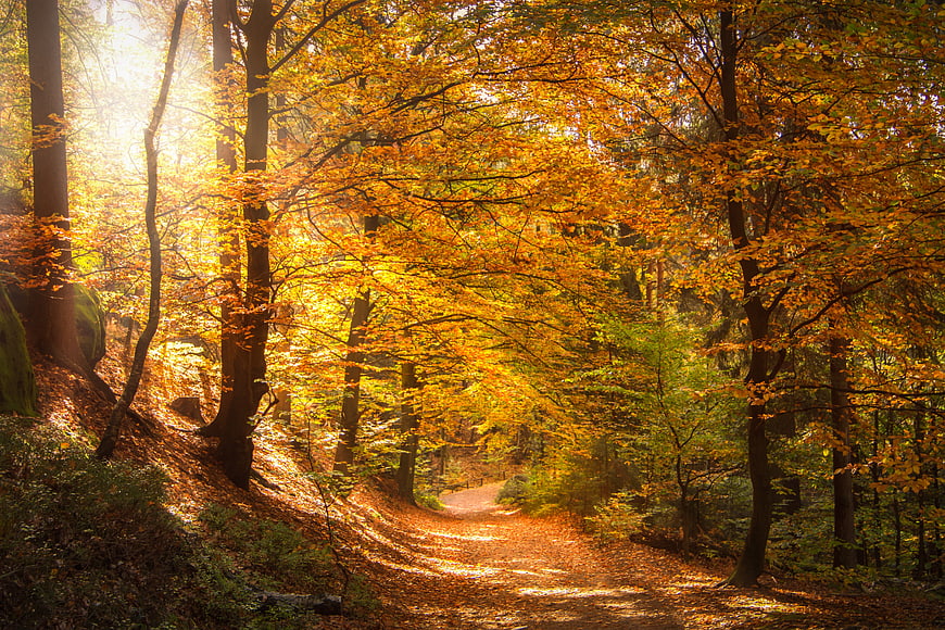 Sunlit Autumn Forest Path with Golden Leaves