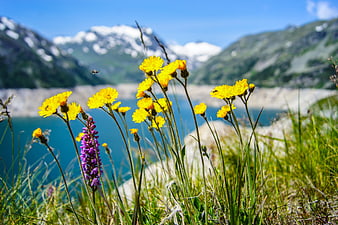 Yellow wildflowers and purple orchid by alpine lake with mountains