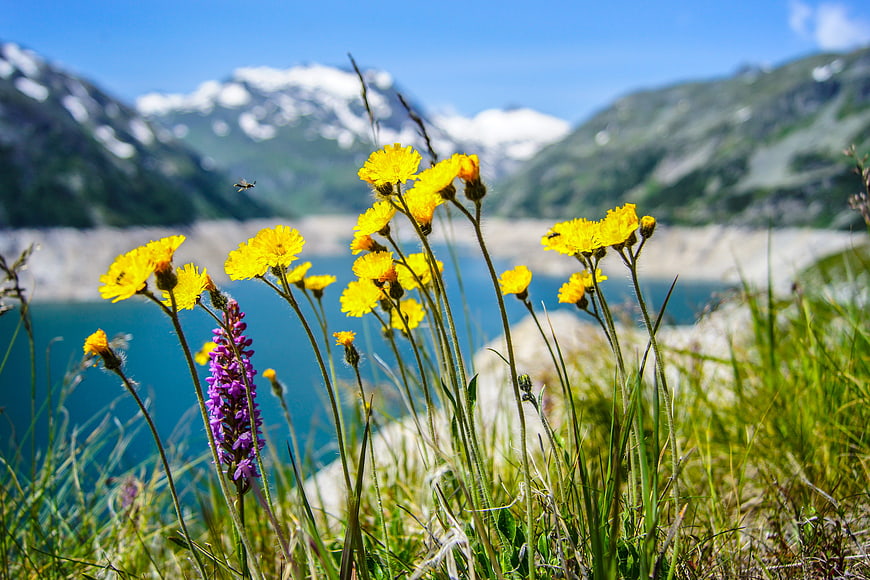 Yellow wildflowers and purple orchid by alpine lake with mountains