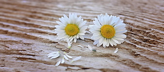 Two White Daisies On Weathered Wooden Surface