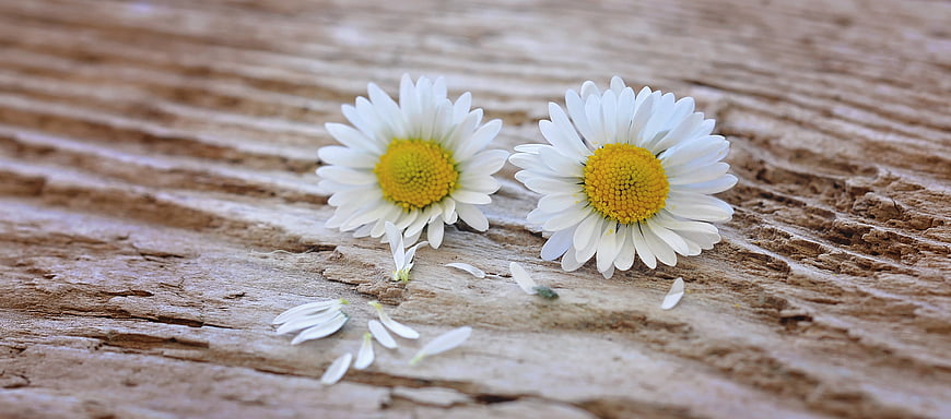 Two White Daisies On Weathered Wooden Surface