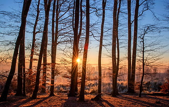 Sunset Through Bare Trees in Winter Forest