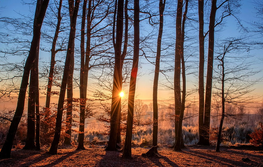 Sunset Through Bare Trees in Winter Forest