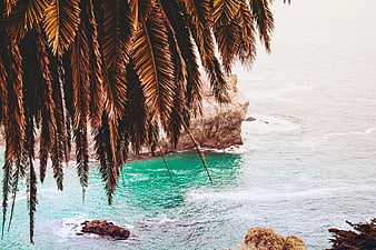 Tropical Palm Leaves Overlooking Turquoise Ocean Cliff