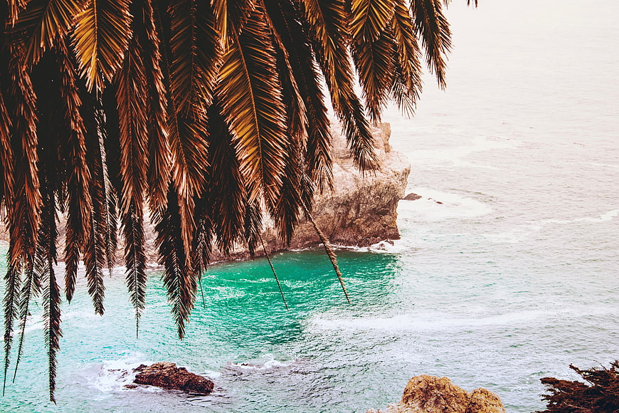 Tropical Palm Leaves Overlooking Turquoise Ocean Cliff