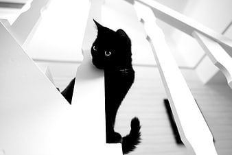 Black Cat Peeking Through White Staircase Railing