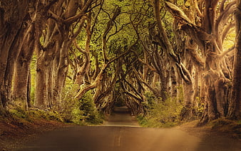 Dark Hedges Road in Northern Ireland with Ancient Trees
