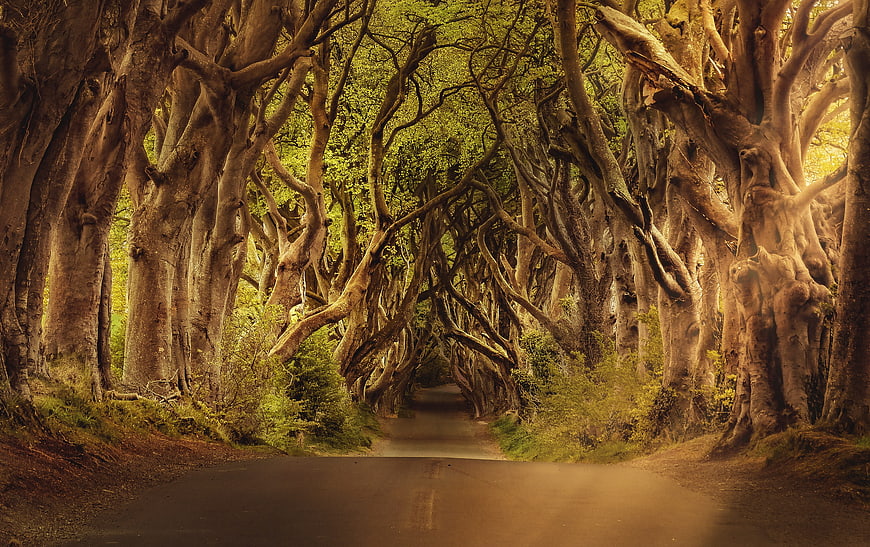 Dark Hedges Road in Northern Ireland with Ancient Trees