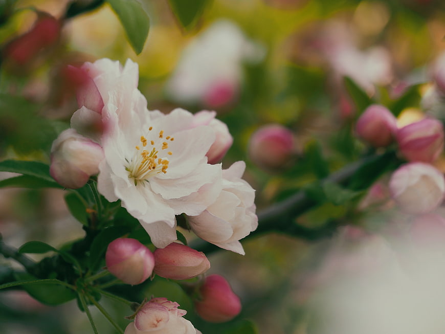 Close-up of delicate pink and white apple blossoms in spring