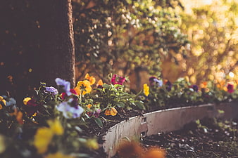 Colorful pansies in a garden bed with golden bokeh background