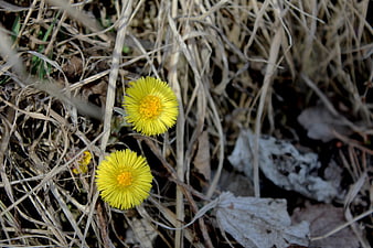 Yellow coltsfoot flowers blooming in dry autumn grass