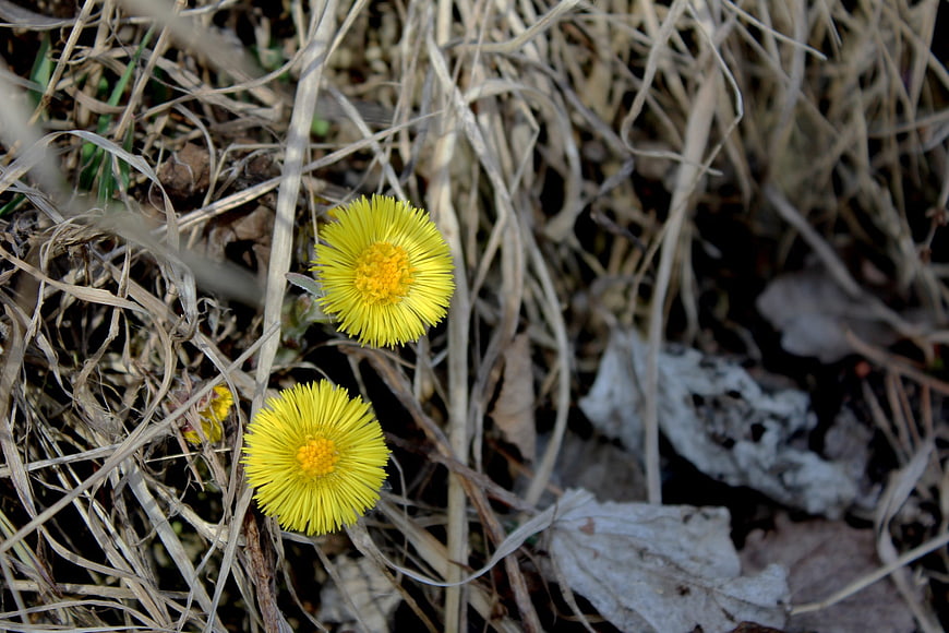 Yellow coltsfoot flowers blooming in dry autumn grass