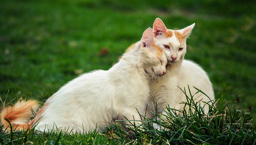 Two white and orange cats cuddling affectionately on green grass