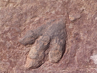 Dinosaur Footprint Fossil Imprint In Weathered Sandstone Rock Surface