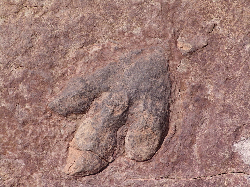 Dinosaur Footprint Fossil Imprint In Weathered Sandstone Rock Surface