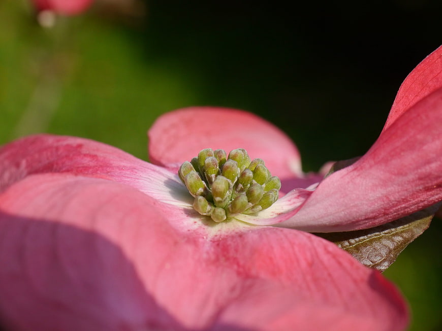 Close-up of Pink Dogwood Flower with Green Center