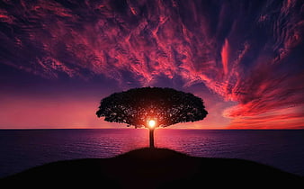 Dramatic Silhouette of Tree on Hill Against Vibrant Sunset Sky