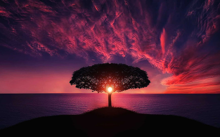 Dramatic Silhouette of Tree on Hill Against Vibrant Sunset Sky