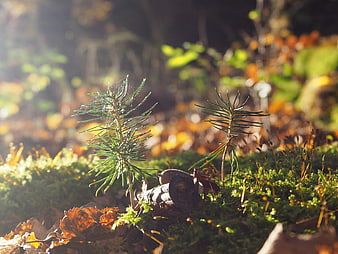 Tiny Pine Saplings Growing in Mossy Forest Floor