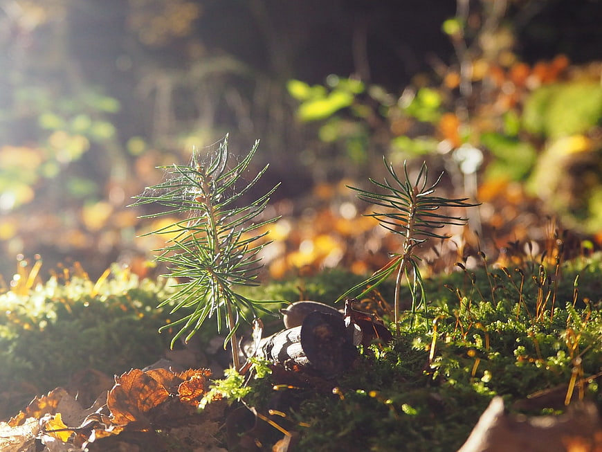 Tiny Pine Saplings Growing in Mossy Forest Floor