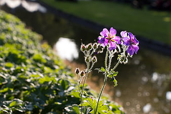 Purple wild geranium flowers in sunlight by a stream